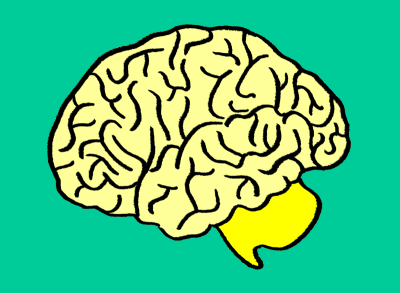 LEANS_brain drawing of a brain coloured in yellow against a green background
